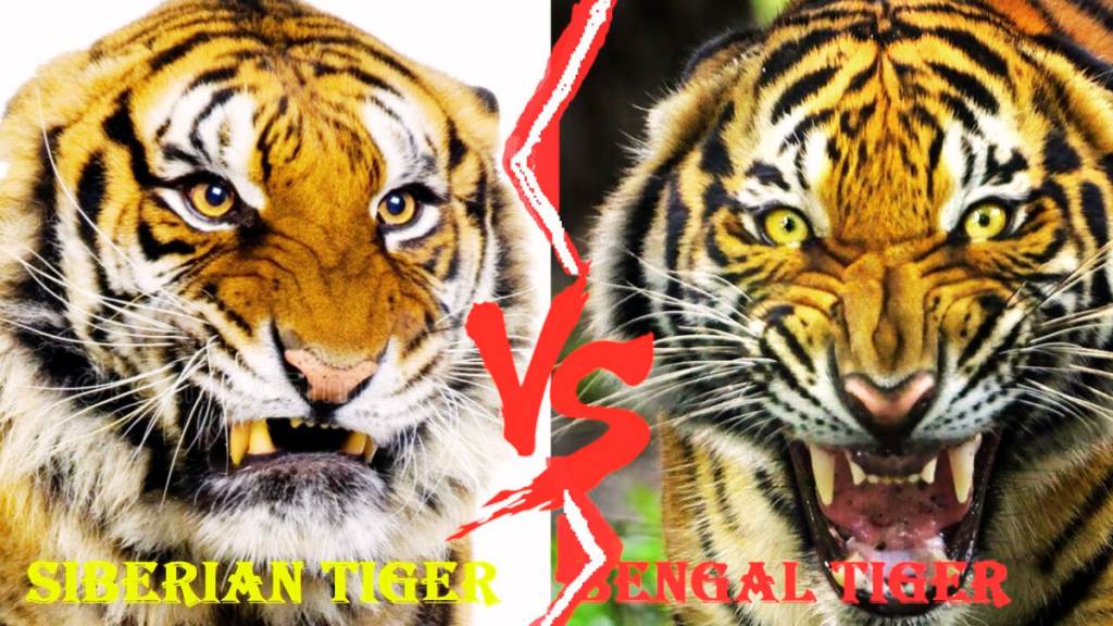 siberian tiger vs bangal tiger