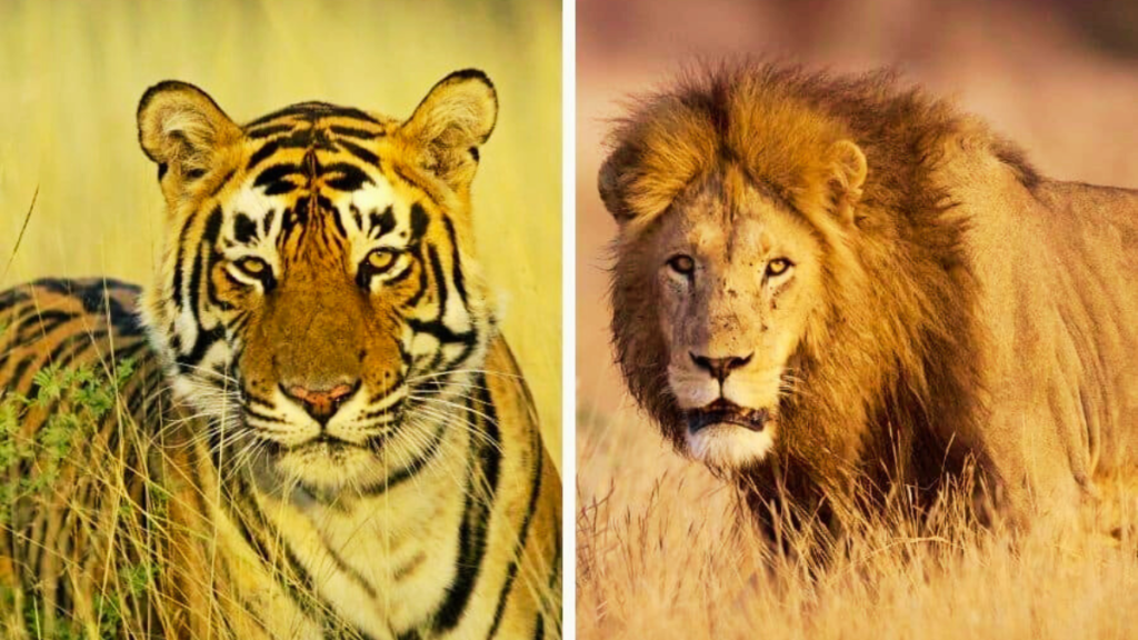 tiger vs lion