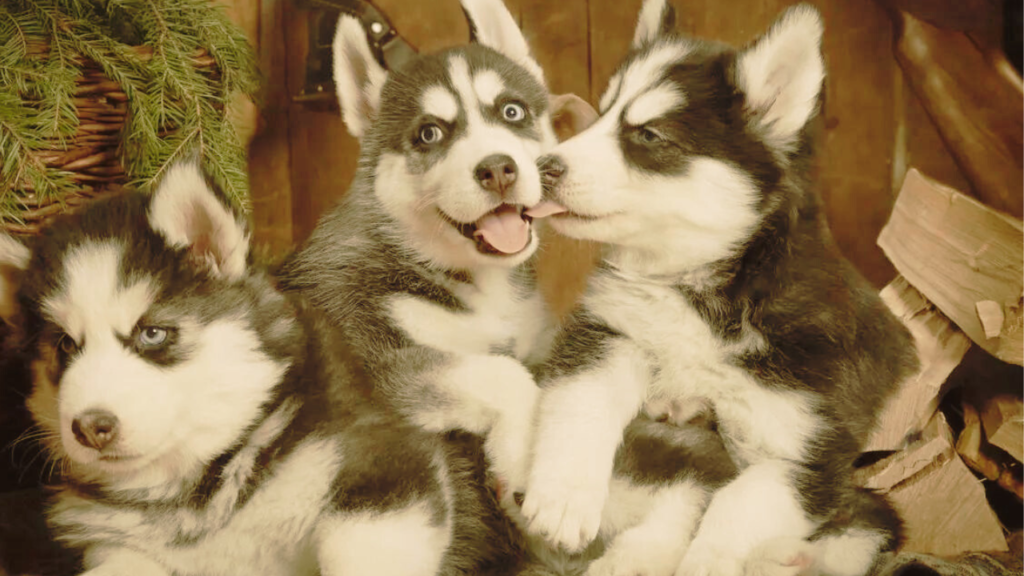 siberian husky puppies