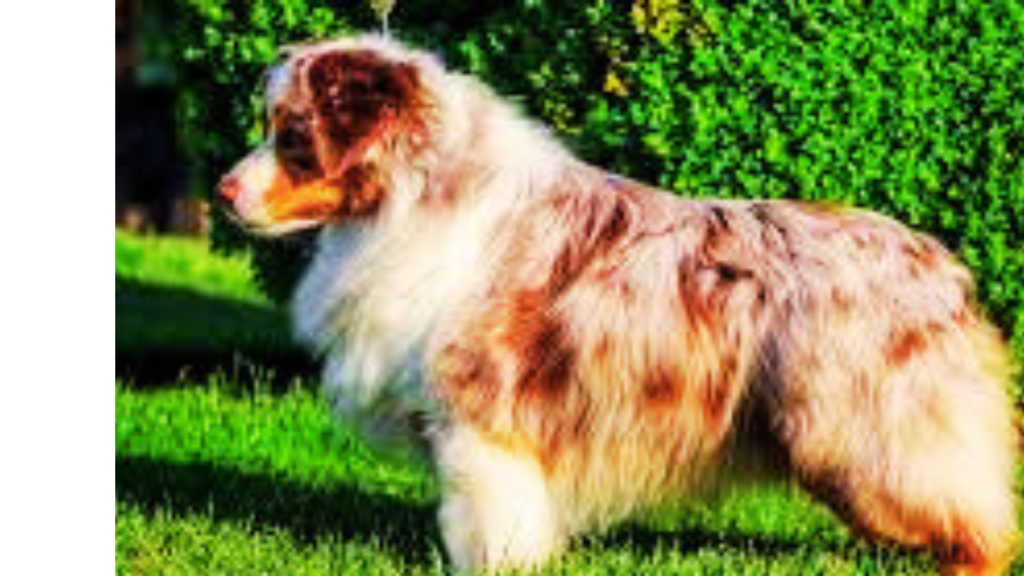 miniature american shepherd