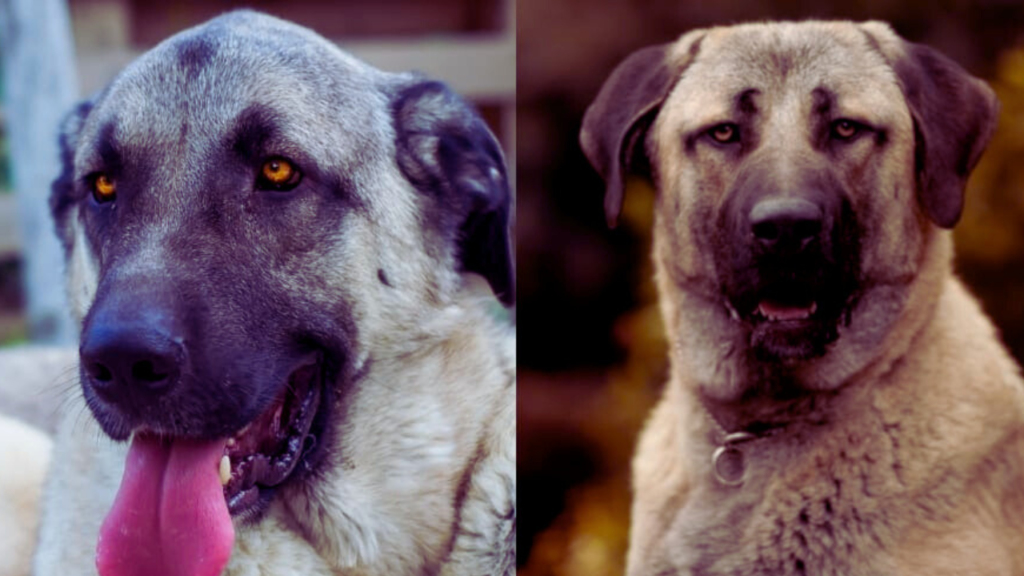 anatolian shepherd vs kangal