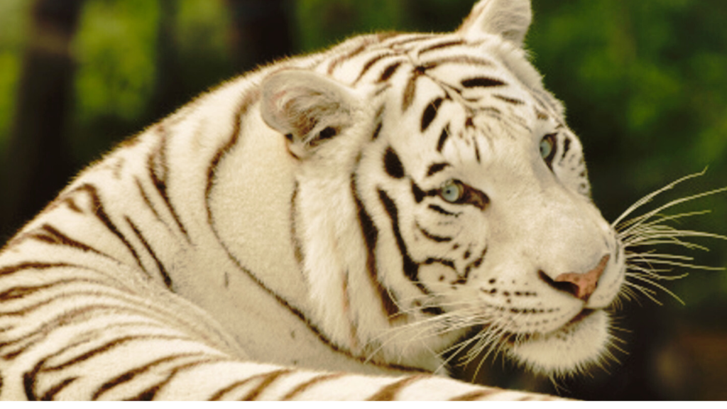 white tigers