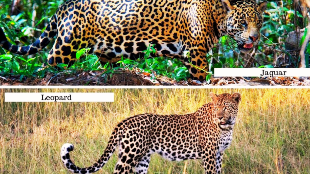 jaguar vs leopard vs panther