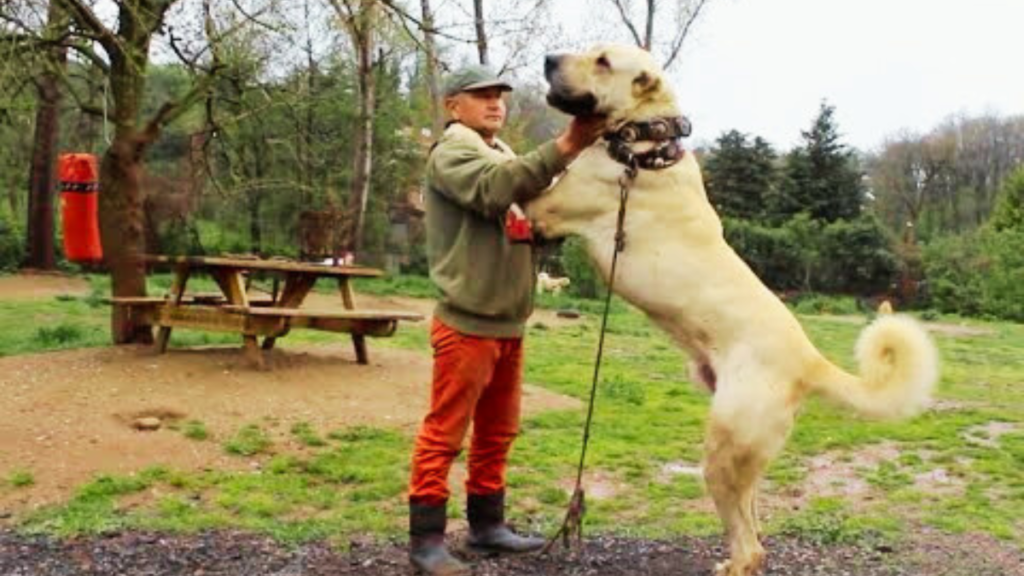 Kangal Anatolian Shepherd