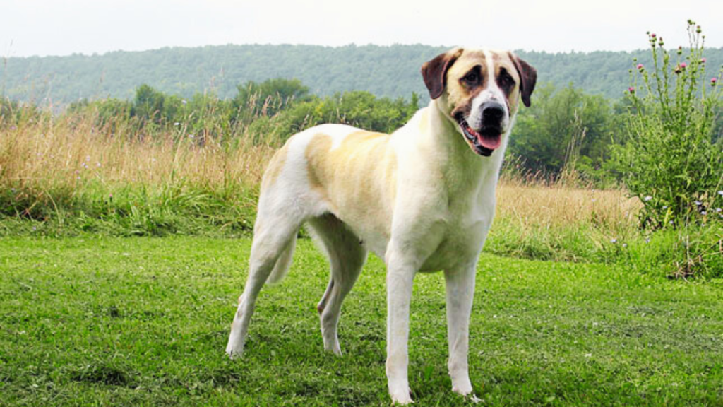 Anatolian Shepherd