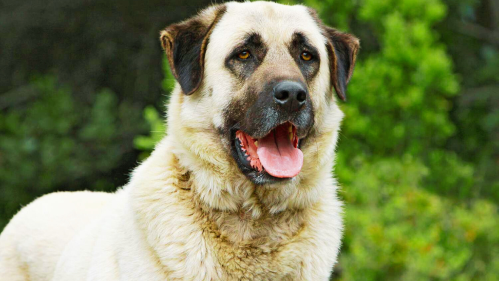 kangal shepherd dog