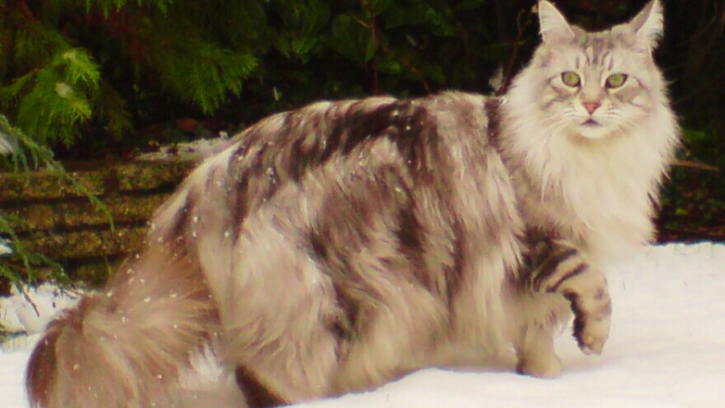 Maine Coon Cats