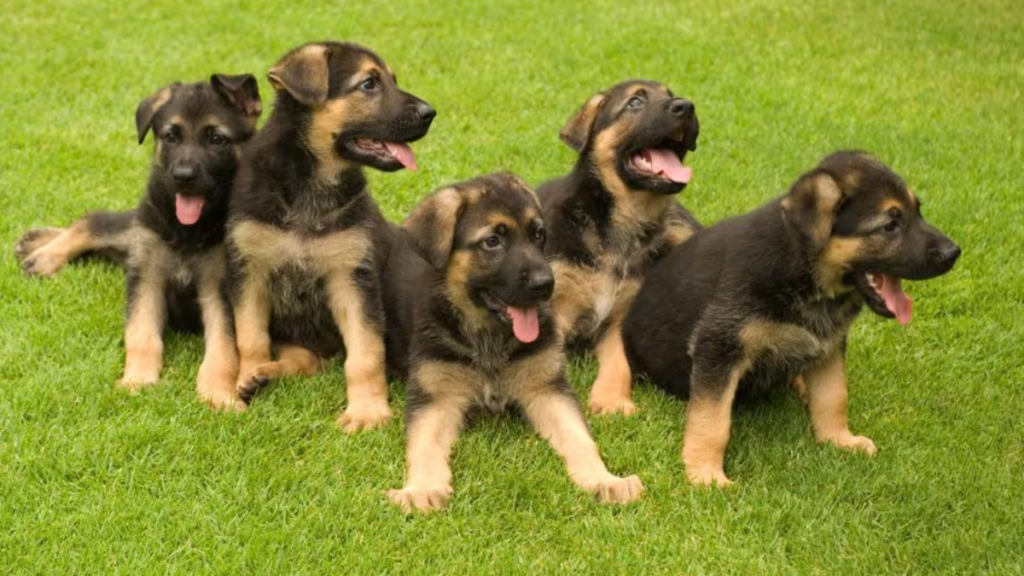 German Shepherds Puppies