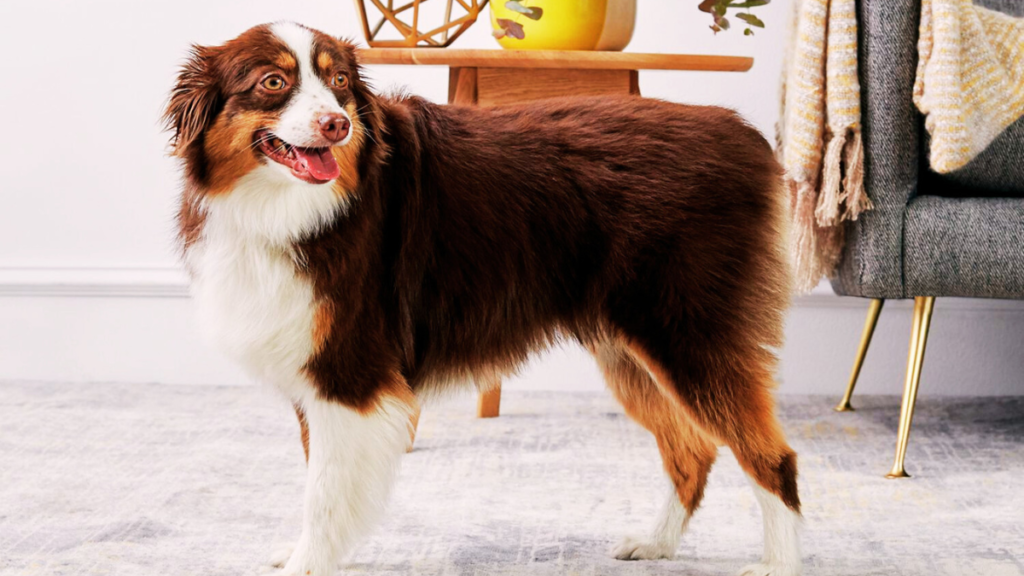 australian-shepherd