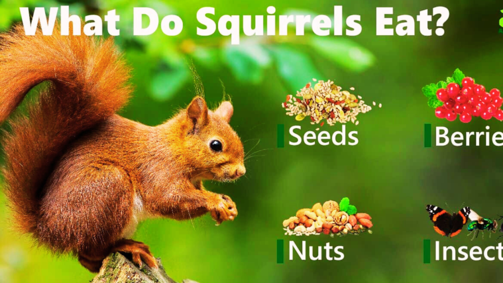 what do squirrels eat