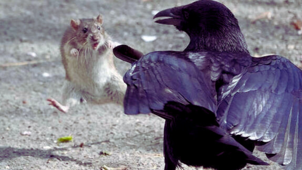 Do crows eat rats