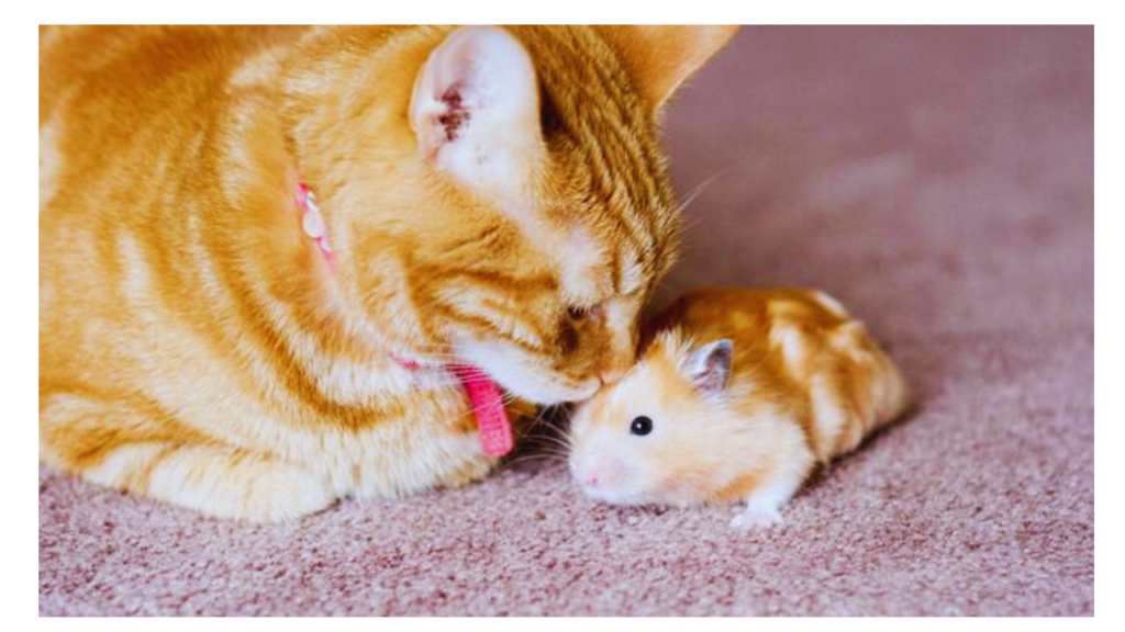 Can cats and hamsters have babies