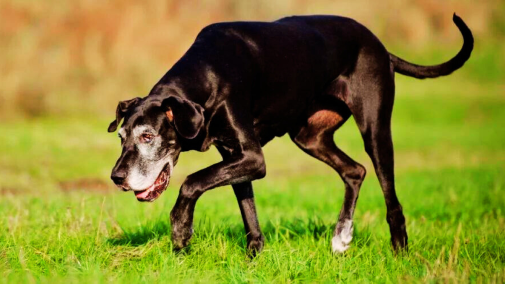 how long do great Danes live