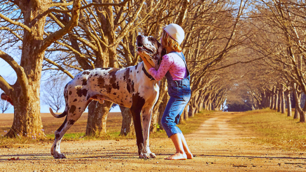 great dane life expectancy