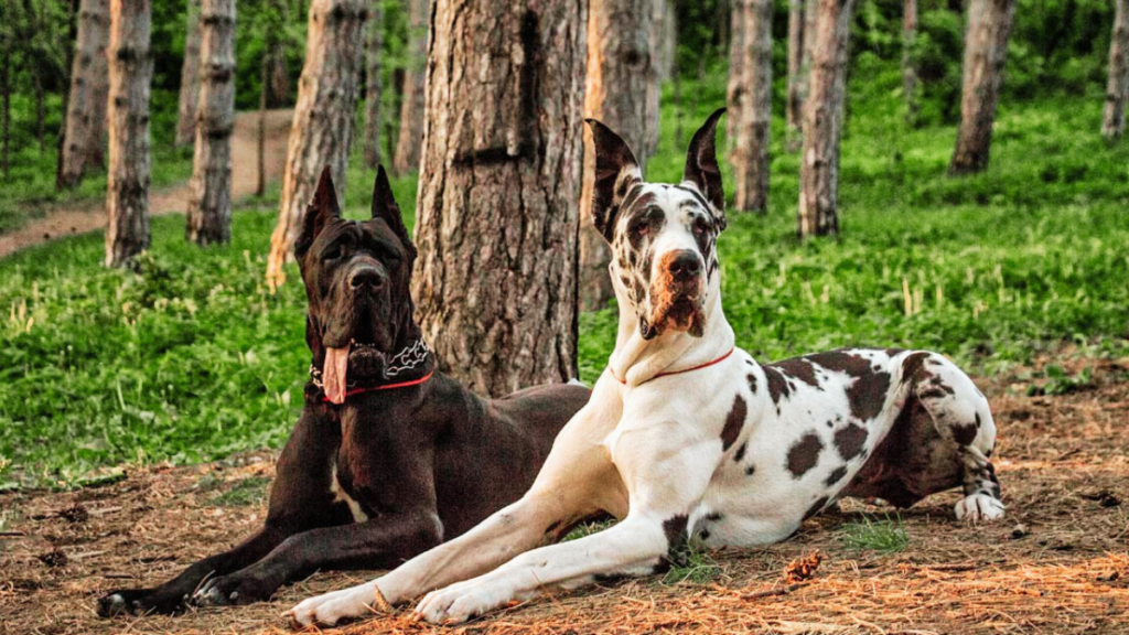 Great Dane life span