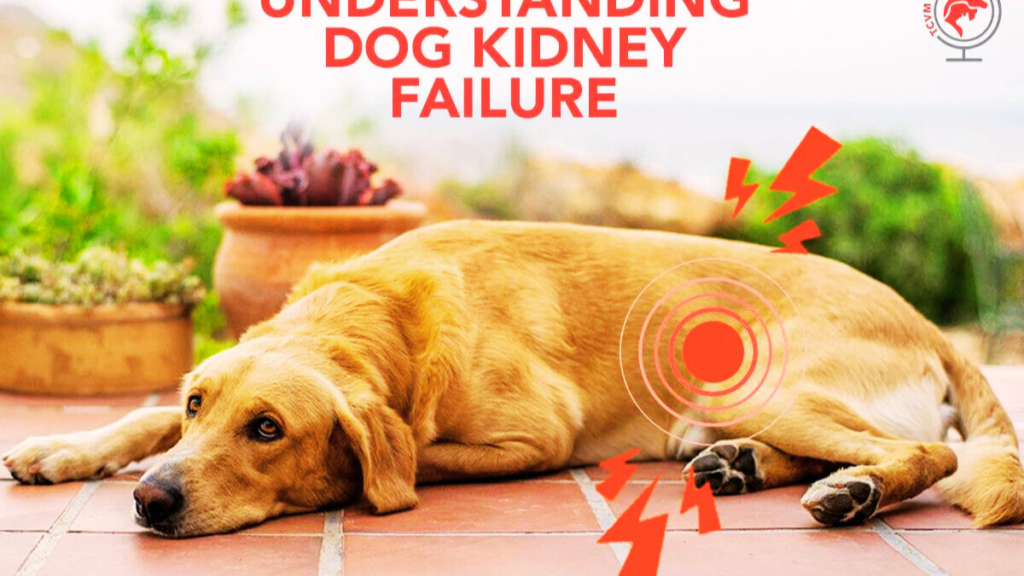 kidney failure in dogs