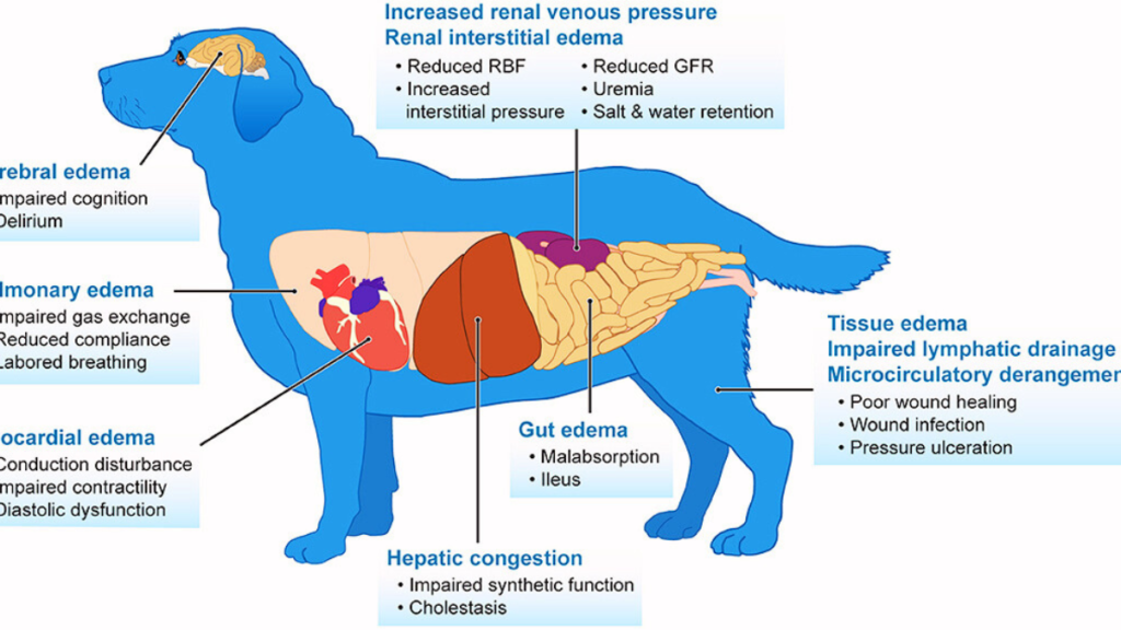 What causes kidney failure in dogs