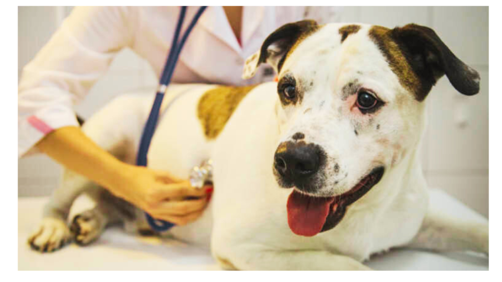 Congestive heart failure in dogs