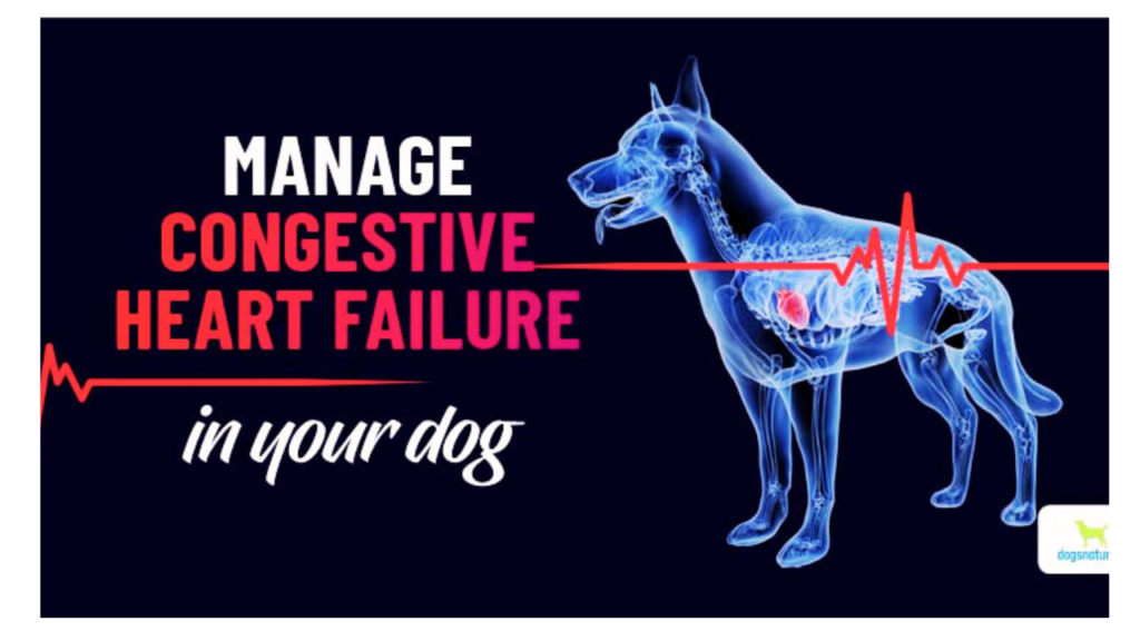 Signs of a dog dying of heart failure