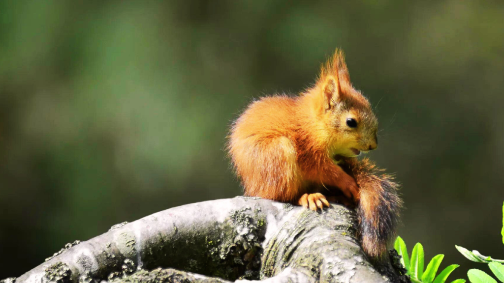 Baby squirrels