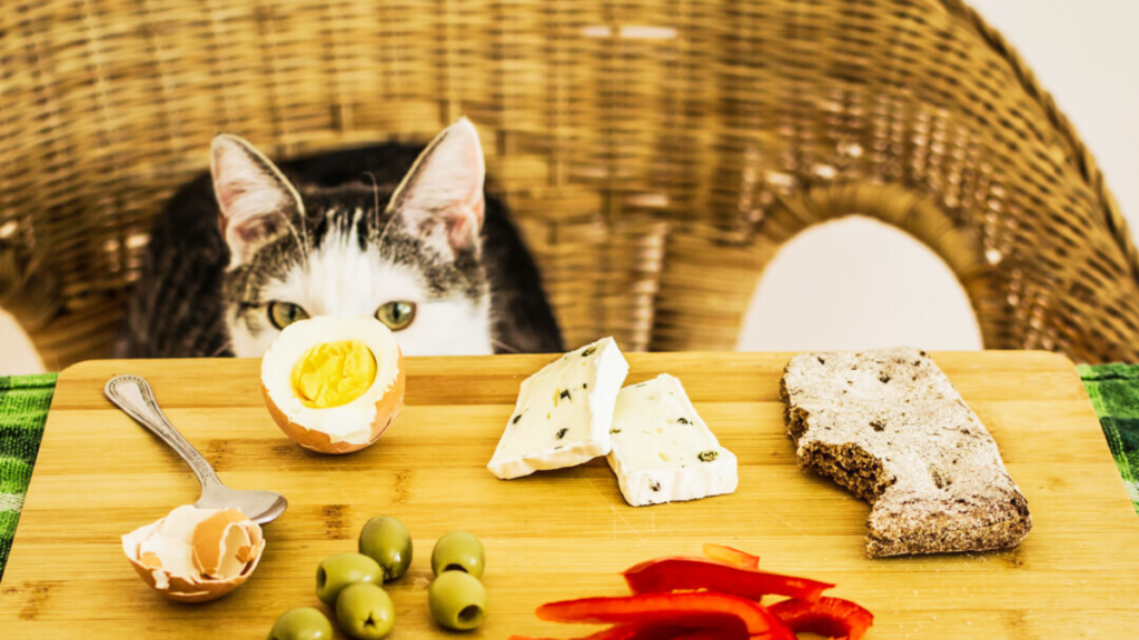 what human food can cats eat everyday