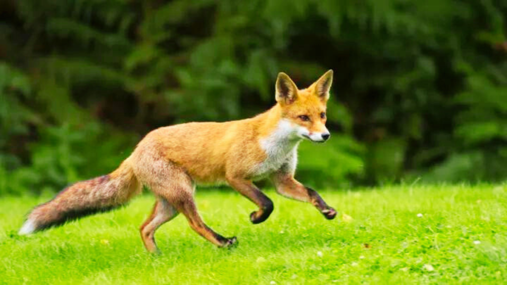 fun facts about foxes