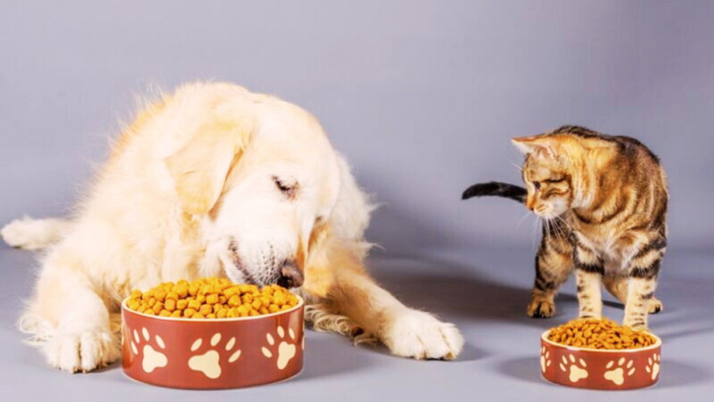 is dog food bad for cats