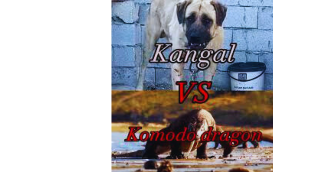 komodo dragon vs kangal