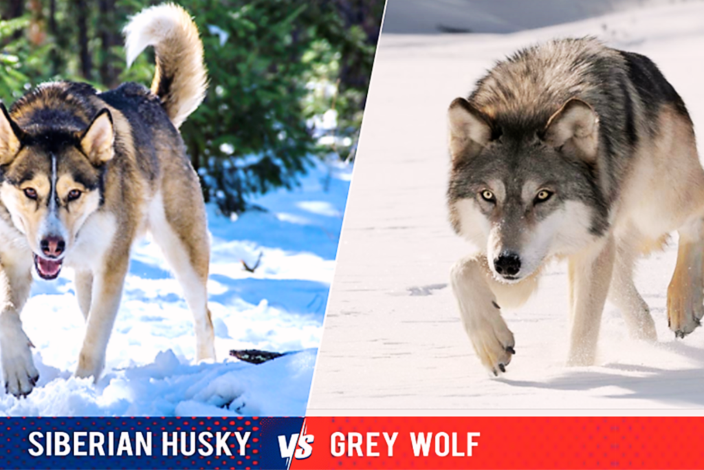 Is a Husky a Wolf?