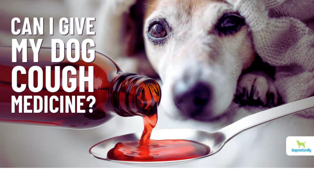 is cough extremely dangerous for dogs?