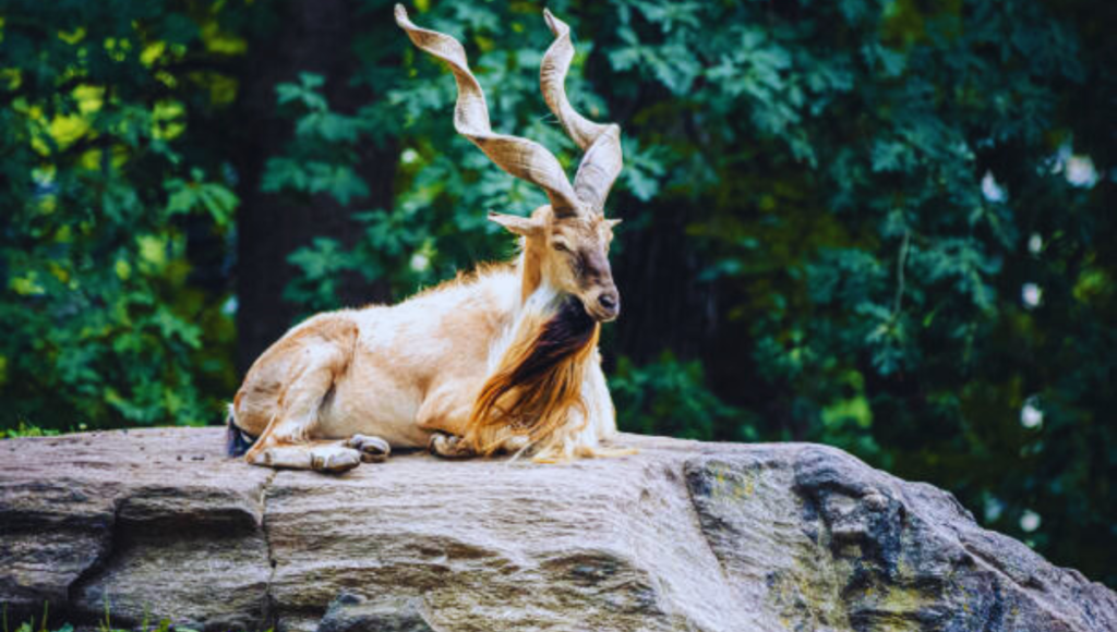 How Long Can a Markhor Live?