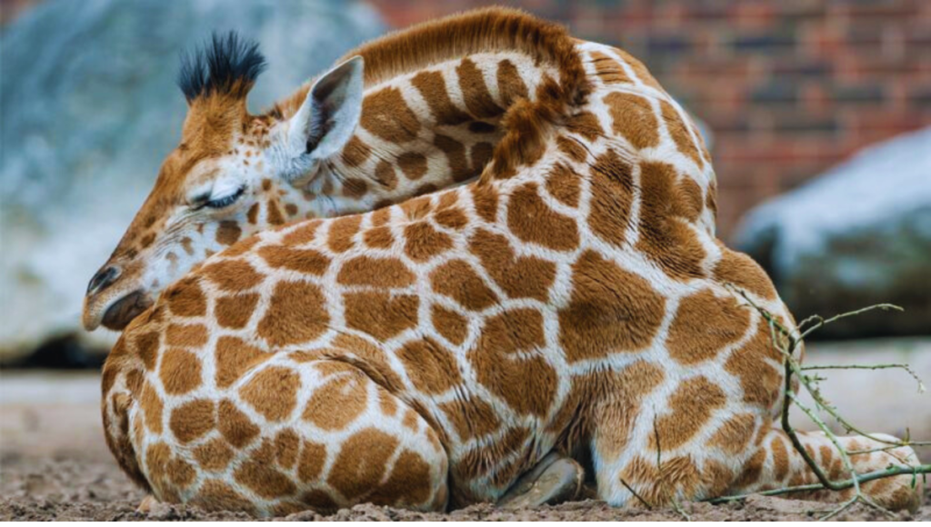 The Unique Sleeping Habits of Giraffes