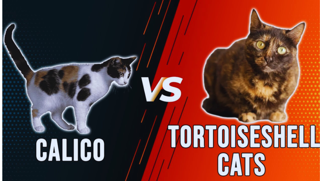 Tortoiseshell Cat vs Calico